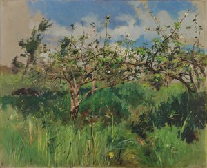 Apple tree in flower
