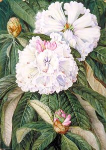 Foliage And Flowers Of The Indian Rhododendron Grande — Marianne North, Botanical Realism