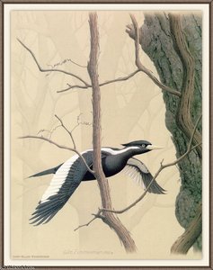 Ivory-billed Woodpecker — August Albert Zimmermann