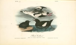 Black Guillemot. 1. Adult. - Summer Plumage. 2. Adult In Winter. 3.young — John James Audubon