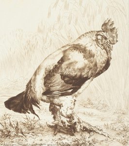Le Vieux Coq (the Old Rooster) — Félix Henri Bracquemond