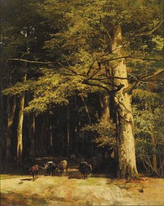 In Beech forest