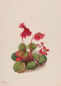 Schizocodon Soldanelloides — Mary Morris Vaux Walcott