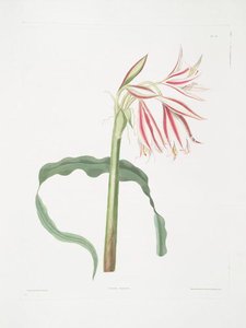 Crinum Ornatum — Robert Havell