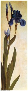 Iris Troiana — Albrecht Dürer