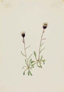 Aleutian Fleabane (erigeron Unalaschensis)