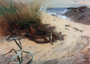 Woodcock Among The Dunes — Archibald Thorburn
