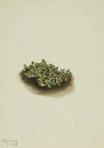 Snow Willow (salix Nivalis) — Mary Vaux Walcott