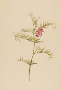 Vicia Americana — Mary Vaux Walcott