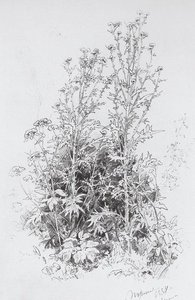 Wildflowers — Ivan Ivanovich Shishkin, Realism