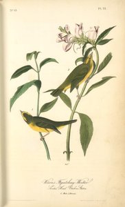 Wilson's Flycatching-warbler, 1. Male, 2. Female. (snake's Head. Chelone Glabra.) — John James Audubon, Naturalistic Illustration