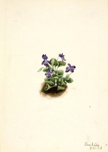 Purple Mountain Violet (viola Adunca) — Mary Vaux Walcott