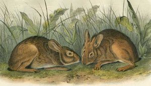 Marsh Hare — John James Audubon, Naturalistic Illustration
