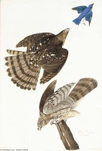 Stanley Hawk — Robert Havell
