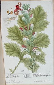 Acanthus Branca Ursina — Elizabeth Blackwell