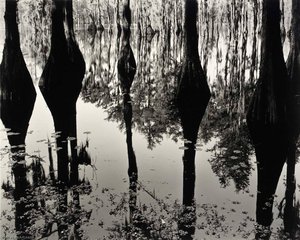Swamp — Brett Weston