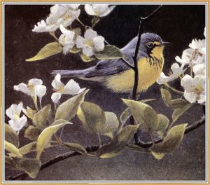Canada Warbler And Pear Blossoms — Robert Bateman