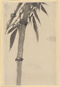 Bamboo — Katsushika Hokusai, Japanese Minimalism