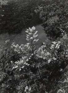The Bank Of The Muro River (summer) — Ken Domon