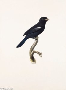 Monasa Flavirostris — Jacques Barraband