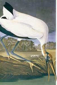 American Stork — John James Audubon, Romanticism