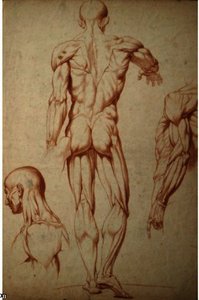 Anatomical Study — Julian Alden Weir