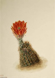 Lloyd's Strawberry Cactus (echinocereus Lloydii) — Mary Vaux Walcott