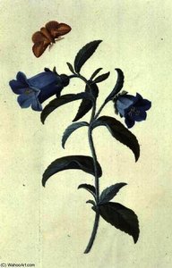 Canterbury Bell (Campanula)