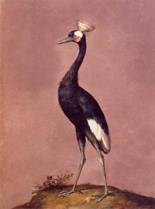 Birds — Giuseppe Arcimboldo, Mannerism