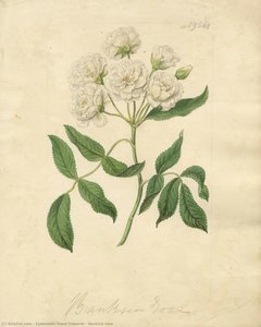 Banksia rose