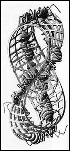 Moebiusstreifen — Maurits Cornelis Escher