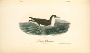 Dusky Shearwater. Male In Spring — John James Audubon