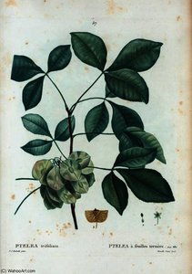 Ptelea trifoliata