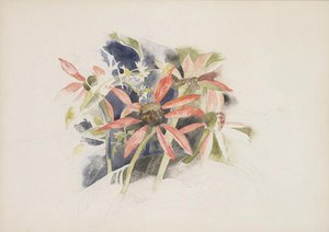 Daisies — Charles Demuth