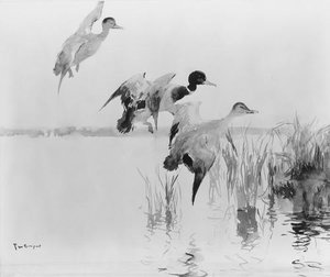 Mallards Alighting — Frank Weston Benson
