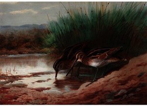 Snipe Drinking Among The Reeds