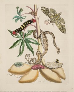 Plate 5 from Dissertation in Insect Generations and Metamorphosis in Surinam
