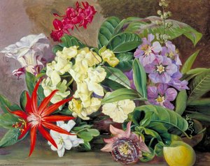 Cultivated Flowers, Painted In Jamaica — Marianne North