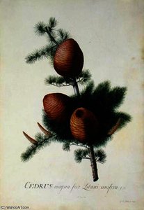 Cedrus libani