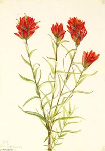 Giant Red Paintbrush (castilleja Miniata) — Mary Vaux Walcott