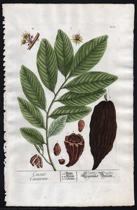 Cacao Caeavate