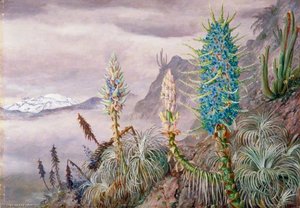 Die Blaue Puya Und Kakteen Zu Hause In Den Cordilleras Bei Apoquindo, Chile — Marianne North