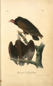 Red-headed Turkey Vulture — John James Audubon, Naturalistic Illustration