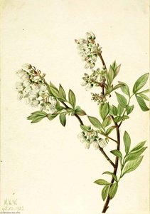 Highbush Blueberry (vaccinium Corymbosum) — Mary Vaux Walcott