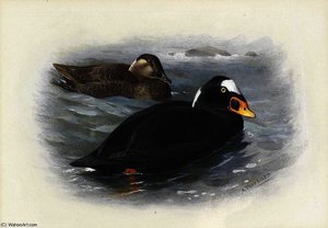 Surf Scoter — Archibald Thorburn
