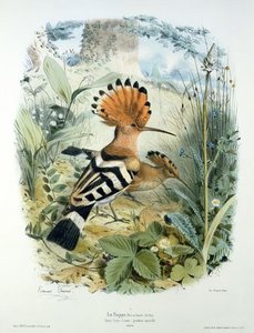 Hoopoe