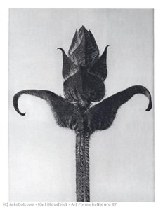Art Forms In Nature 87 — Karl Blossfeldt