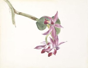 Cattlaya Superbus — Mary Vaux Walcott