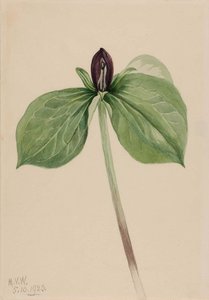 Wake Robin (trillium Sessile) — Mary Vaux Walcott