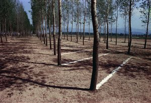 A documentary photograph of Poplar Event